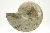 Silver Iridescent Ammonite (Cleoniceras) Fossil - Madagascar #219581-1